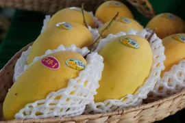 Cải tiến sản xuất để nâng cao chuỗi giá trị xoài Đồng Tháp