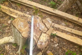 Gia Lai: Khẩn trương điều tra làm rõ vụ 125 cây rừng bị cưa hạ