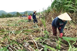 Khánh Hòa được mùa mía, nhưng chi phí sản xuất cũng tăng cao