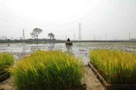 Gần 93% diện tích ở Trung du và Đồng bằng Bắc Bộ đủ nước cho gieo cấy