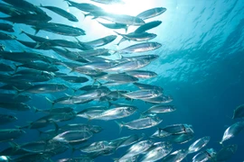 6 xu hướng thực phẩm có lợi cho sức khỏe trong năm 2023