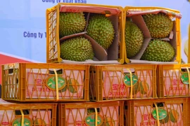 ​Thêm nhiều mã số vùng trồng sầu riêng được xuất khẩu vào Trung Quốc