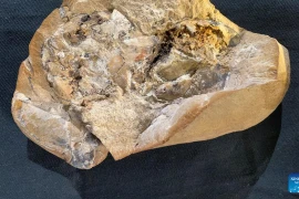 Phát hiện dấu tích của một trái tim đã 380 triệu năm tuổi