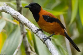 Pitohui, loài chim có độc duy nhất trên thế giới ở Papua New Guinea