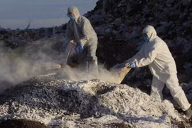 Canada xác nhận chủng virus cúm gia cầm lần đầu xuất hiện tại Bắc Mỹ