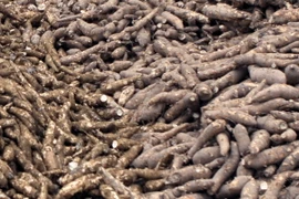 Phú Thọ: Công ty sắn Sơn Sơn gây ô nhiễm nghiêm trọng