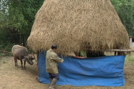 Lào Cai: Nhiệt độ giảm thấp gây rét hại, Sa Pa lạnh 2,4 độ C