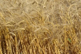 Nga hy vọng sớm đạt thỏa thuận đổi dầu lấy lương thực với Iran