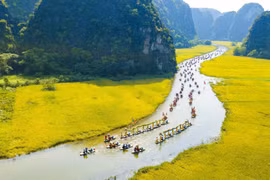 Dòng Ngô Đồng vàng rực đón du khách trong và ngoài nước đến tham quan. (Ảnh: Minh Đức/TTXVN)