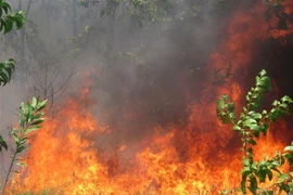 Hiện trường vụ cháy rừng. (Ảnh: Tường Vi/TTXVN)