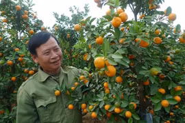 Vườn quất cảnh của gia đình ông Nguyễn Văn Tuynh cho thu nhập khoảng 100 triệu đồng/sào/năm. (Ảnh: Thanh Nga/TTXVN)