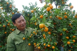 Vườn quất cảnh của gia đình ông Nguyễn Văn Tuynh cho thu nhập khoảng 100 triệu đồng/sào/năm. (Ảnh: Thanh Nga/TTXVN)