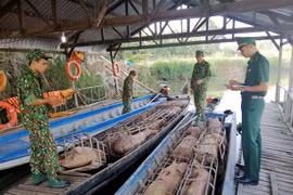 Cán bộ, chiến sỹ Đồn biên phòng Phú Hữu kiểm đếm số lợn vừa bắt giữ. (Ảnh: Công Mạo/TTXVN)