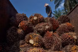 Nông dân thu hoạch cọ tại tỉnh Riau, Indonesia. (Ảnh: AFP/TTXVN)