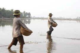Gieo sạ cho lúa. (Ảnh: Huy Hoàng/TTXVN)