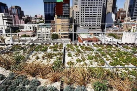 Một trong những mái nhà xanh đơn giản tại Sydney. (ảnh Internet) 