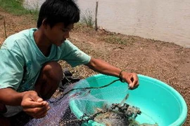 Tôm thẻ chân trắng. (Ảnh: An Đăng/TTXVN)