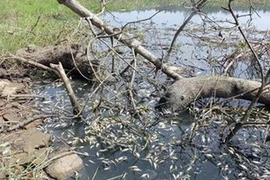 Cá chết trắng ao gần nhà máy Bio-ethanol. (Nguồn: Nhân Dân)