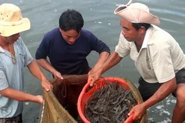 Thu hoạch tôm ở Quảng Nam. (Ảnh: Đoàn Hữu Trung/TTXVN)