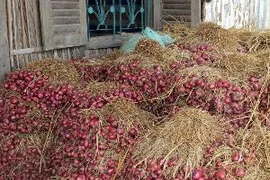 Hành tím Vĩnh Châu. (Ảnh: Trung Hiếu/Vietnam+)