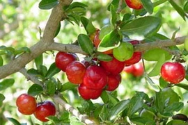 Tiền Giang khởi công nhà máy chế biến quả sơri