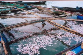 Cá chết trên sông La Ngà do nguyên nhân nước thải ô nhiễm từ công ty. (Nguồn: Vietnamnet)