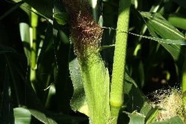 Ngô được trồng tại trang trại ở Wisconsin. (Nguồn: AFP/TTXVN)