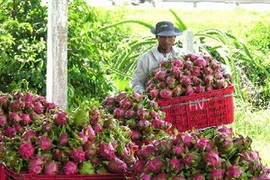 Thu hoạch thanh long chính vụ. (Ảnh: Nguyễn Thanh/TTXVN)