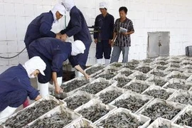 Nhập tôm nguyên liệu phục vụ chế biến hàng thủy sản xuất khẩu tại Công ty CP thủy sản Thanh Hóa. (Ảnh: Đình Huệ/TTXVN)