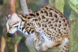 Ảnh minh họa. (Nguồn: Internet)