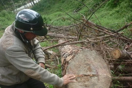 (Ảnh: Đặng Tuấn/Vietnam+)