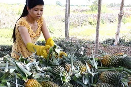 Hộ xóa đói, giảm nghèo ở Tân Phước ổn định cuộc sống nhờ trồng cây dứa. (Ảnh: Đình Huệ/TTXVN)