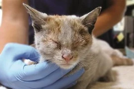 Chú mèo bị kẹt trong container 2 tuần. (Nguồn: AP)