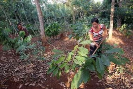 Trồng cây cacao ở Đắk Lắk. (Ảnh: Trần Lê Lâm/TTXVN)