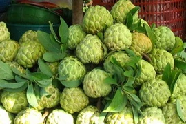 Mãng cầu ta (na) Bà Đen Tây Ninh. (Nguồn: baotayninh.vn)