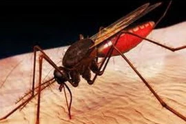 Ảnh chỉ mang tính minh họa. (Nguồn: Internet)