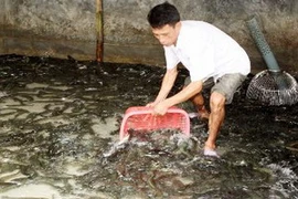 Nuôi cá lóc cho hiệu quả kinh tế cao tại Quảng Xương, Thanh Hóa. (Ảnh: Trần Việt/TTXVN)