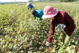 Nông dân huyện Tuy An, Phú Yên đang thu hoạch bông vải. (Ảnh: Thế Lập/TTXVN)