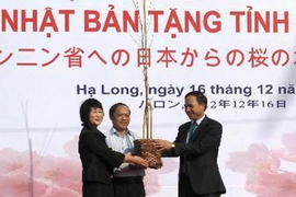 Quảng Ninh tiếp nhận 140 cây Anh Đào do Nhật Bản tặng. (Ảnh: Văn Đức/TTXVN)