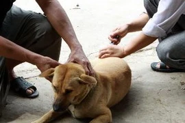 Tiêm phòng chó dại tại Yên Bái. (Ảnh: Dương Ngọc/TTXVN)