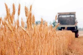 Thu hoạch lúa mỳ tại làng Matou, tỉnh Sơn Đông. (Nguồn: THX/TTXVN)