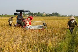 (Ảnh minh họa: Ngọc Hà/TTXVN)