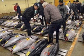 Các tay buôn cá chọn những con cá ngừ tại chợ cá Tsukiji. (Nguồn: AFP/TTXVN)