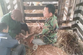 Hiện nay, toàn huyện Hương Sơn có khoảng 10.000 dân hộ nuôi hươu. (Ảnh: Anh Thùy/Vietnam+)