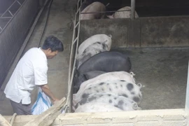 Ông Bình chăm chút đàn lợn của gia đình. (Ảnh: PV/Vietnam+)