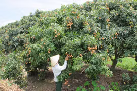 Người dân Thanh Hà, Hải Dương đang chăm sóc cho vụ vải thiều sắp tới (Ảnh: Đức Duy/Vietnam+)