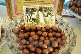 Hạt mắcca được mệnh danh là “Hoàng hậu của các loại hạt.” (Ảnh: Thanh Tâm/Vietnam+)