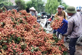 Bộ Công Thương đưa nhiều giải pháp để vải thiều "được mùa được giá"