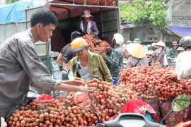 "Điệp khúc buồn" ngành nông sản: Tiếp theo là vải thiều và thanh long?