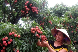 Người dân đang thu hoạch vải thiều (Ảnh: TTXVN)